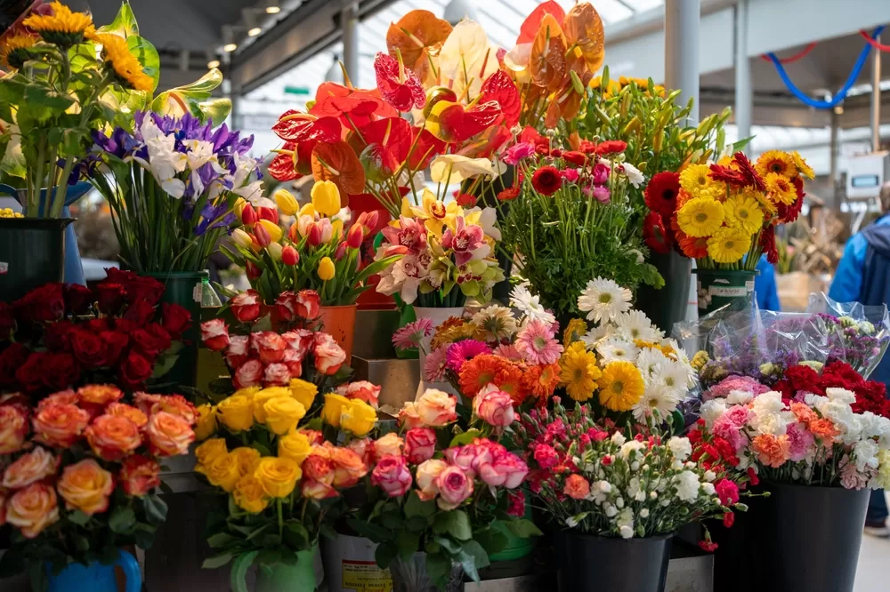 イベント会場を華やかにする！植物をレンタルするとよい理由を解説