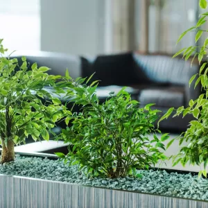 貸し植木（貸し鉢）のオフィス・店舗・個人宅別おすすめ植物と利用の流れをご紹介のサムネイル