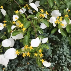 ハンカチの花のサムネイル