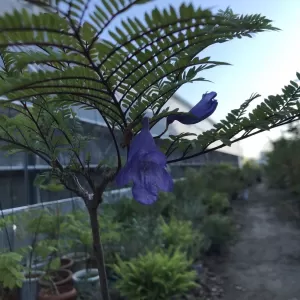 紫雲木のサムネイル