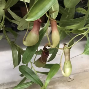 食虫植物……のサムネイル