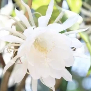美しい名前のお花のサムネイル