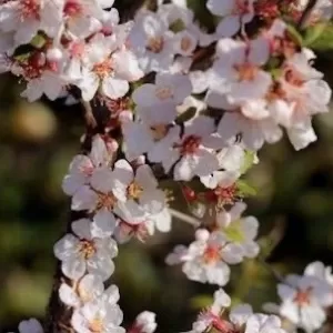 桜の咲く時期のサムネイル