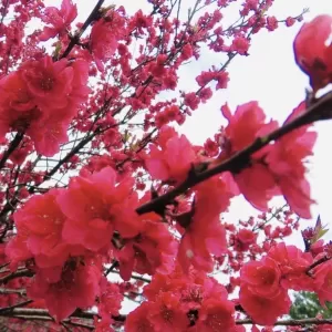 桜の時期……のサムネイル
