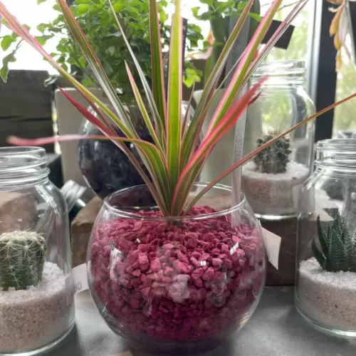 土を使用していない観葉植物のサムネイル